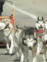 Qualcomm Dog Sled at Bus Stop